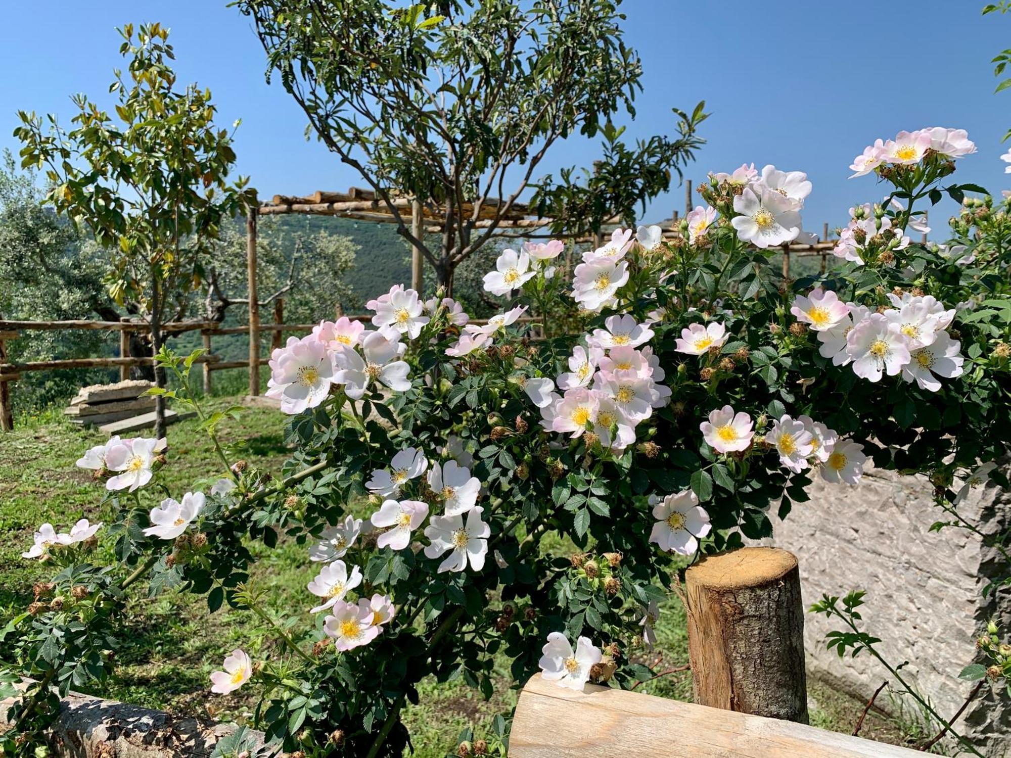 Alloggio per agriturismo La Terrazza Su Farfa Castelnuovo di Farfa