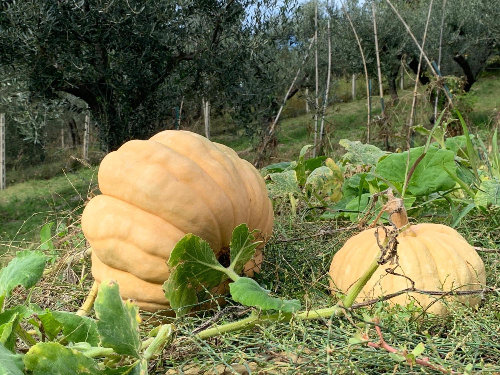 La Terrazza Su Farfa *